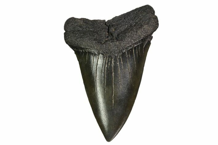 Large, Fossil Mako Shark Tooth - Georgia #158763